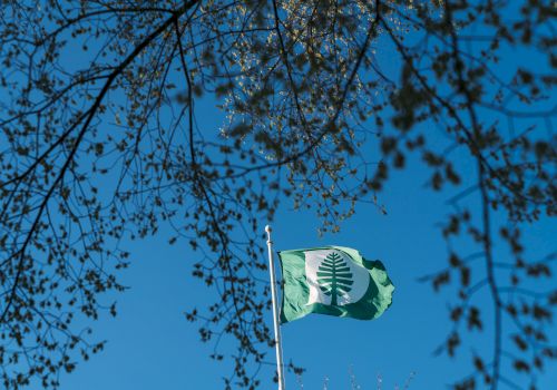 The image shows a green flag with a tree emblem against a clear blue sky, framed by branches with leaves.